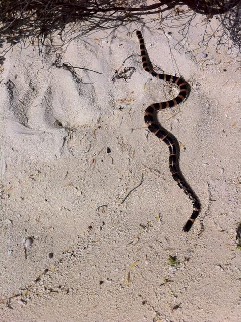 17 August 2011 à 09h56 - Le tricot rayé: un serpent très répandu ici. Il vit sous l'eau pour se nourrir et dehors pour digérer au soleil. Son venin peut être mortel mais il est craintif et peu agressif.